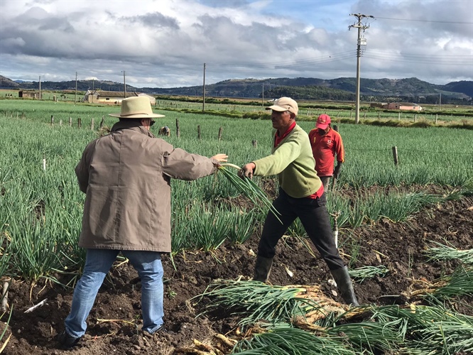 Uso de los fertilizantes y su impacto en la producción agrícola